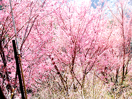 米沢の千歳桜