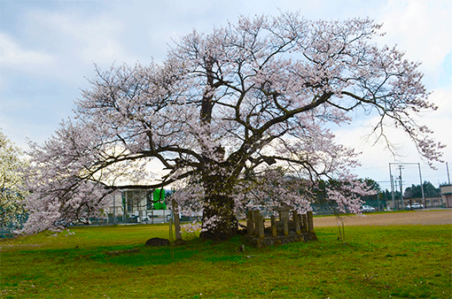 古御田の桜