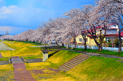 宮川の千本桜