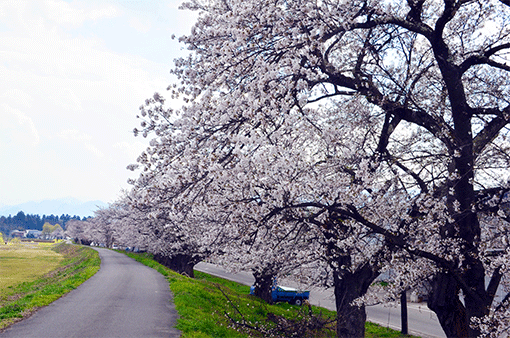 宮川の千本桜