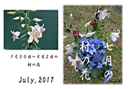 2017年7月の花
